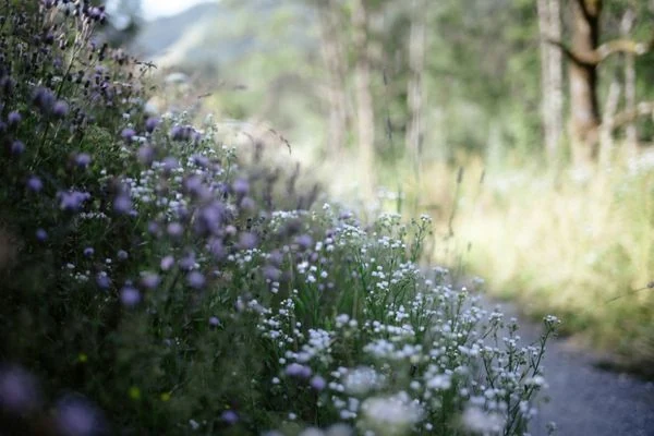 Zarte violette und weisse Wildblumen am Wegrand, verschwommener Waldweg im Hintergrund, weiches Licht